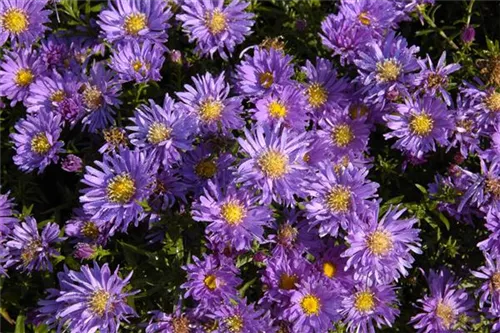 Garten-Kissen-Aster - Aster dumosus 'Blaue Lagune'