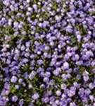 Garten-Kissen-Aster - Aster dumosus 'Blaue Lagune'