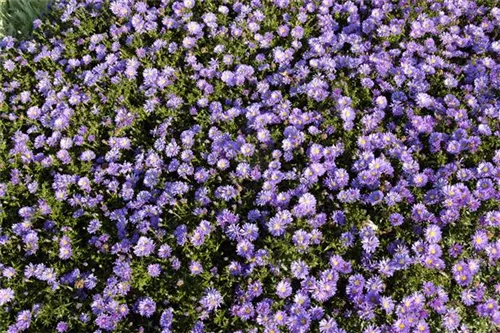 Garten-Kissen-Aster - Aster dumosus 'Blaue Lagune'