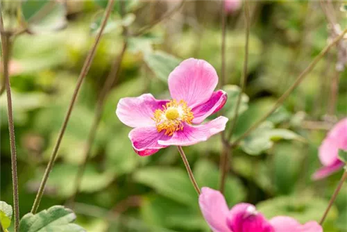 Garten-Herbst-Anemone - Anemone hupehensis 'Praecox'