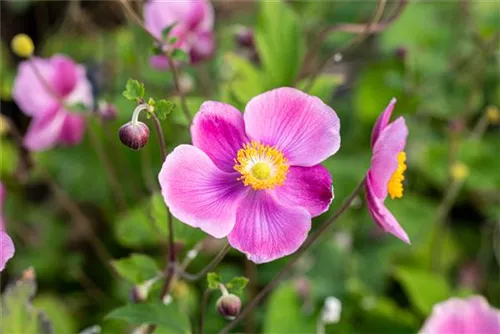 Garten-Herbst-Anemone - Anemone hupehensis 'Praecox'