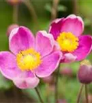 Garten-Herbst-Anemone - Anemone hupehensis 'Praecox'