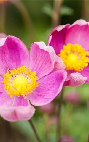 Anemone hupehensis 'Praecox'