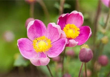 Anemone hupehensis 'Praecox' - Garten-Herbst-Anemone