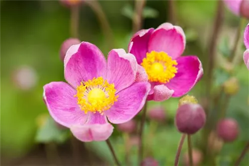 Garten-Herbst-Anemone - Anemone hupehensis 'Praecox'