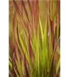 Garten-Blutgras - Imperata cylindrica var.koenig.'Red Baron'