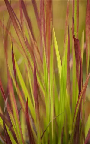 Imperata cylindrica var.koenig.'Red Baron'