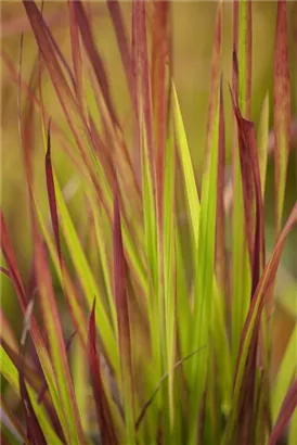 Garten-Blutgras - Imperata cylindrica var.koenig.'Red Baron'