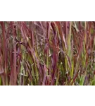 Garten-Blutgras - Imperata cylindrica var.koenig.'Red Baron'