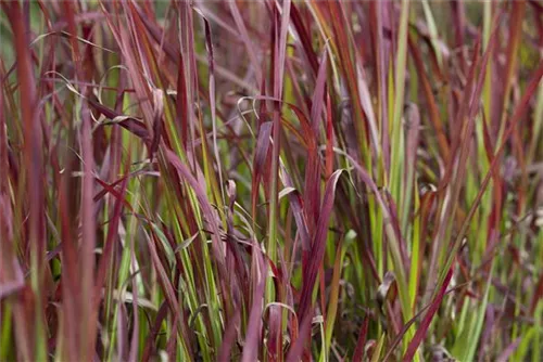 Garten-Blutgras - Imperata cylindrica var.koenig.'Red Baron'