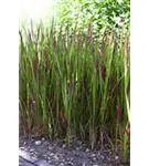 Garten-Blutgras - Imperata cylindrica var.koenig.'Red Baron'