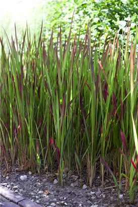 Garten-Blutgras - Imperata cylindrica var.koenig.'Red Baron'