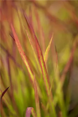 Garten-Blutgras - Imperata cylindrica var.koenig.'Red Baron'