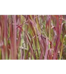 Garten-Blutgras - Imperata cylindrica var.koenig.'Red Baron'