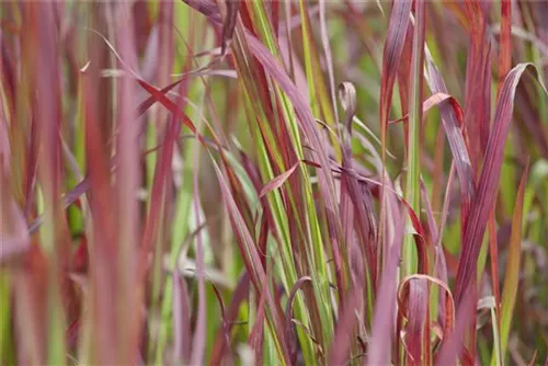 Garten-Blutgras - Imperata cylindrica var.koenig.'Red Baron'