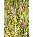 Garten-Blutgras - Imperata cylindrica var.koenig.'Red Baron'