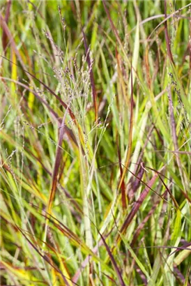 Garten-Blutgras - Imperata cylindrica var.koenig.'Red Baron'