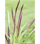 Garten-Blutgras - Imperata cylindrica var.koenig.'Red Baron'