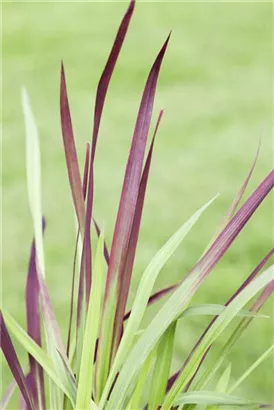 Garten-Blutgras - Imperata cylindrica var.koenig.'Red Baron'