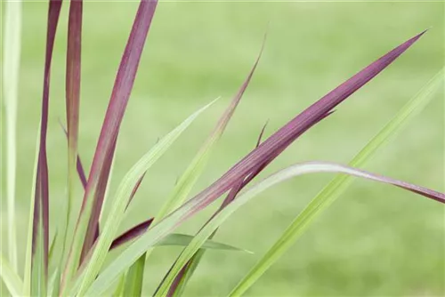 Garten-Blutgras - Imperata cylindrica var.koenig.'Red Baron'