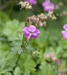 Cambridge-Bastard-Storchschnabel - Geranium x cantabrigiense 'Berggarten'