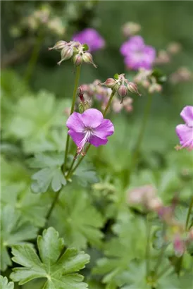 Cambridge-Bastard-Storchschnabel - Geranium x cantabrigiense 'Berggarten'