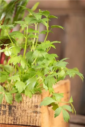 Liebstöckel - Levisticum officinale