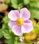 Garten-Herbst-Anemone - Anemone hupehensis 'Septembercharme'