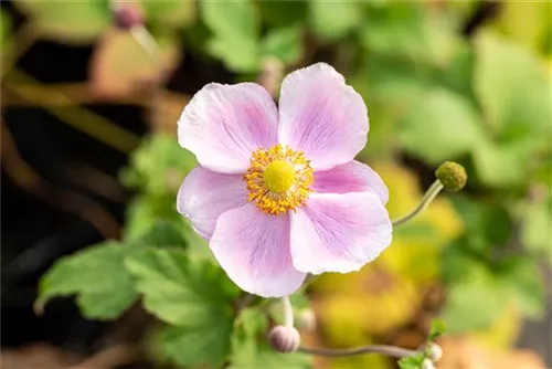 Garten-Herbst-Anemone - Anemone hupehensis 'Septembercharme'