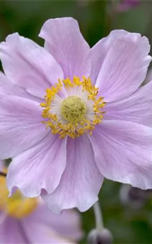 Anemone hupehensis 'Septembercharme'