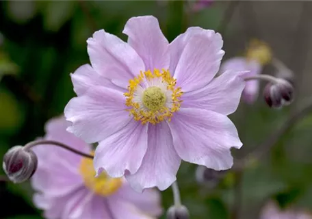 Anemone hupehensis 'Septembercharme' - Garten-Herbst-Anemone