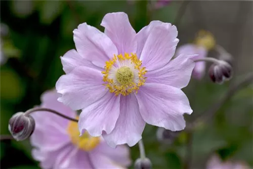 Garten-Herbst-Anemone - Anemone hupehensis 'Septembercharme'