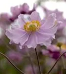 Garten-Herbst-Anemone - Anemone hupehensis 'Septembercharme'