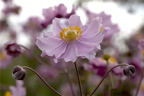 Garten-Herbst-Anemone - Anemone hupehensis 'Septembercharme'