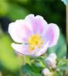 Garten-Herbst-Anemone - Anemone hupehensis 'Septembercharme'