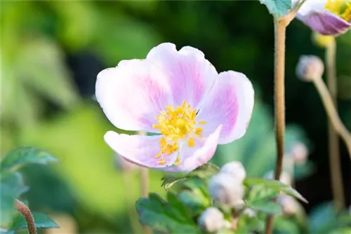 Garten-Herbst-Anemone - Anemone hupehensis 'Septembercharme'