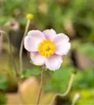 Garten-Herbst-Anemone - Anemone hupehensis 'Septembercharme'