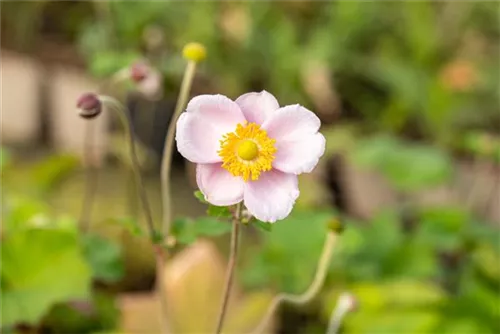 Garten-Herbst-Anemone - Anemone hupehensis 'Septembercharme'