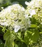 Kletterhortensie - Hydrangea petiolaris - Heckenelemente