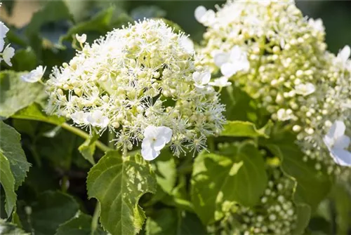 Kletterhortensie - Hydrangea petiolaris - Heckenelemente