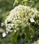 Kletterhortensie - Hydrangea petiolaris - Heckenelemente