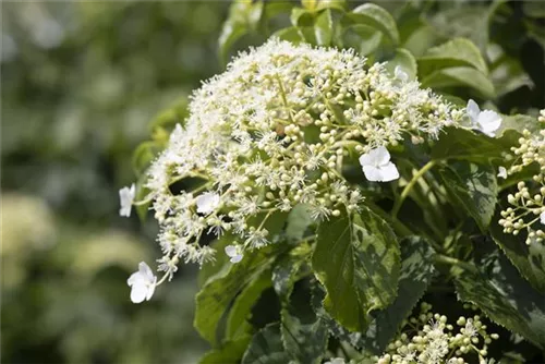 Kletterhortensie - Hydrangea petiolaris - Heckenelemente