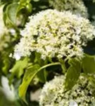 Kletterhortensie - Hydrangea petiolaris - Heckenelemente