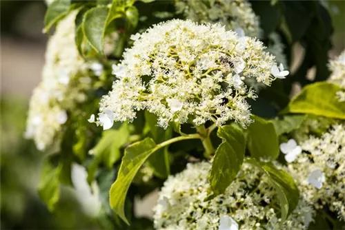 Kletterhortensie - Hydrangea petiolaris - Heckenelemente