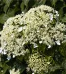 Kletterhortensie - Hydrangea petiolaris - Heckenelemente