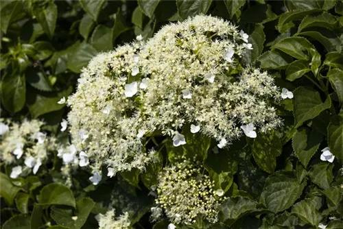 Kletterhortensie - Hydrangea petiolaris - Heckenelemente