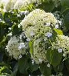 Kletterhortensie - Hydrangea petiolaris - Heckenelemente