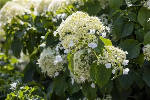 Kletterhortensie - Hydrangea petiolaris - Heckenelemente