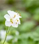 Cambridge-Bastard-Storchschnabel - Geranium x cantabrigiense 'Biokovo'