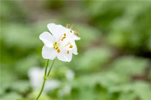 Cambridge-Bastard-Storchschnabel - Geranium x cantabrigiense 'Biokovo'